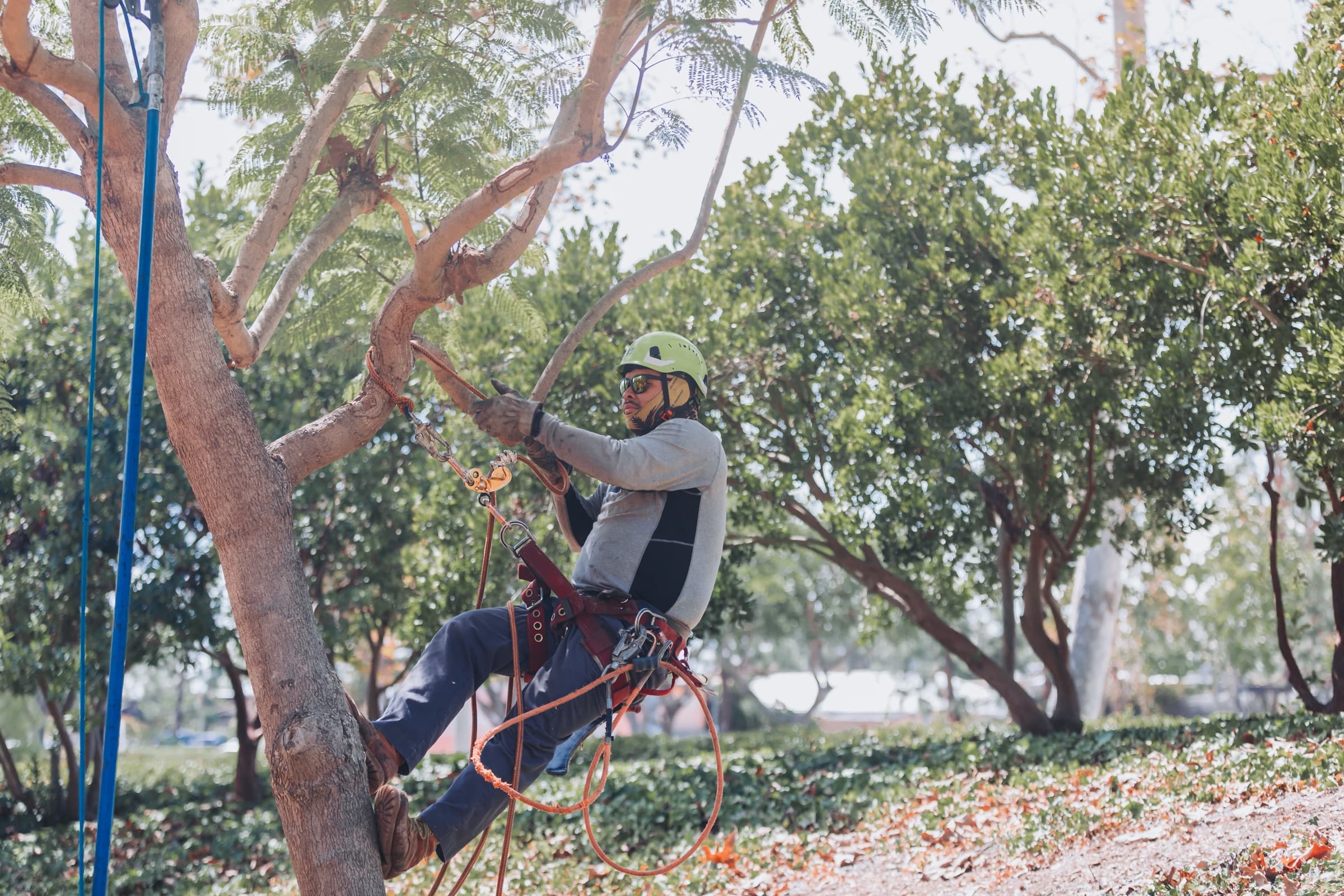 Arborist ascending a young tree on rope and harness above a planted slope