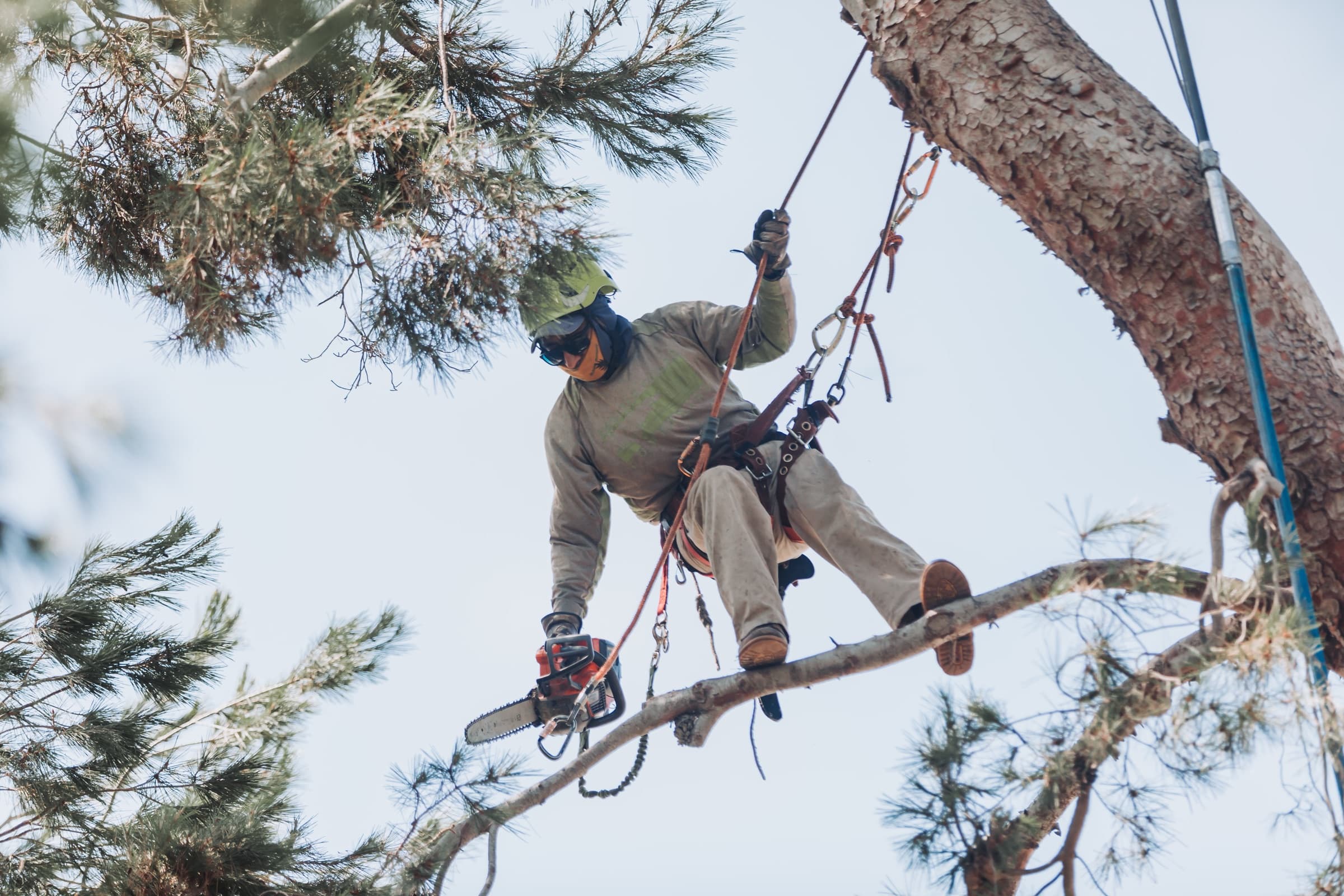 Climber roped into a pine, standing on a limb with a chainsaw at his side