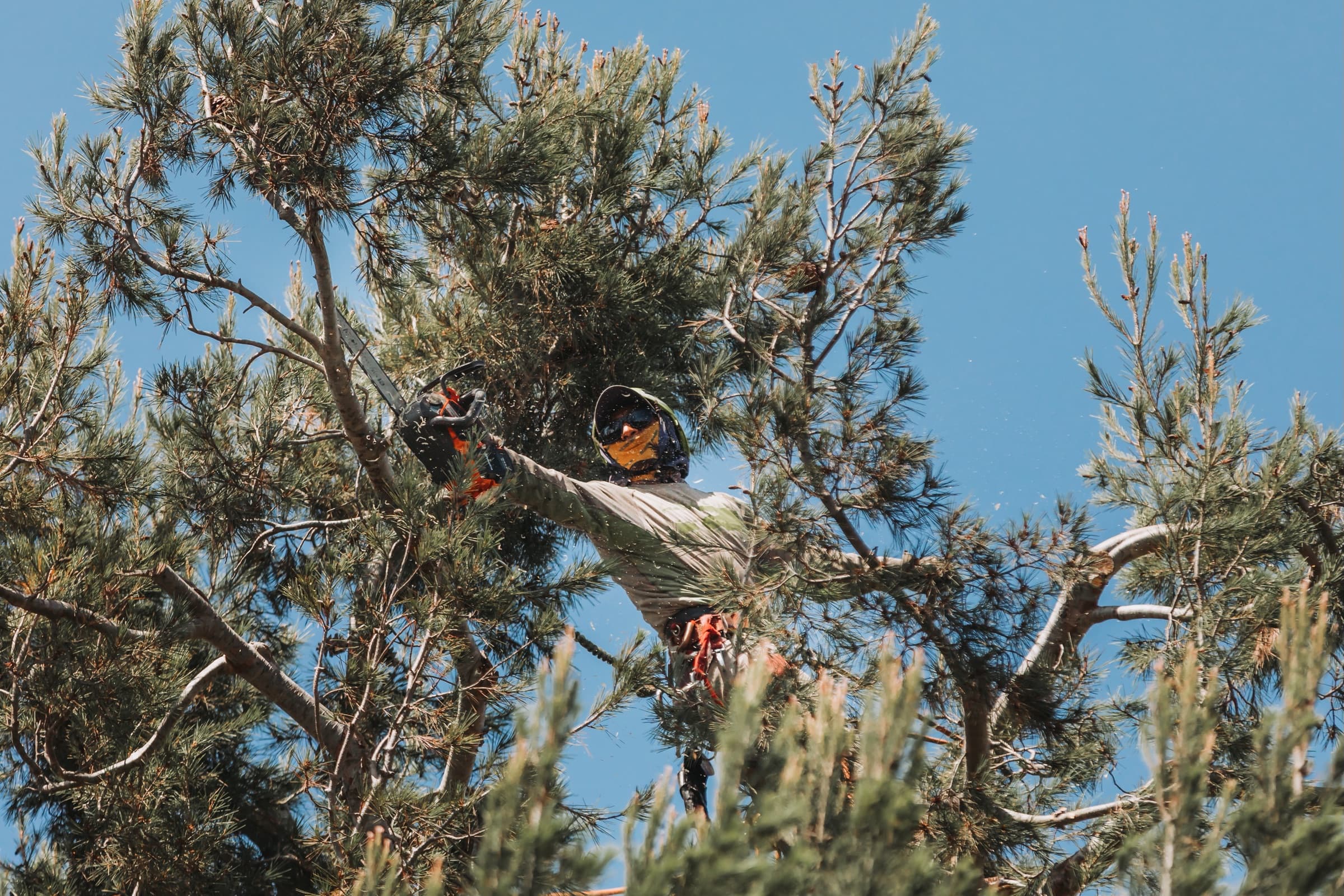 Arborist cutting high in a pine crown against a clear blue sky