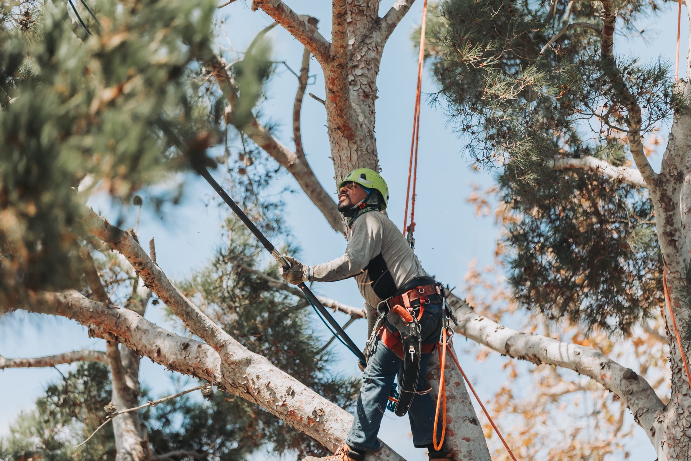 Pacific Coast Arborists banner