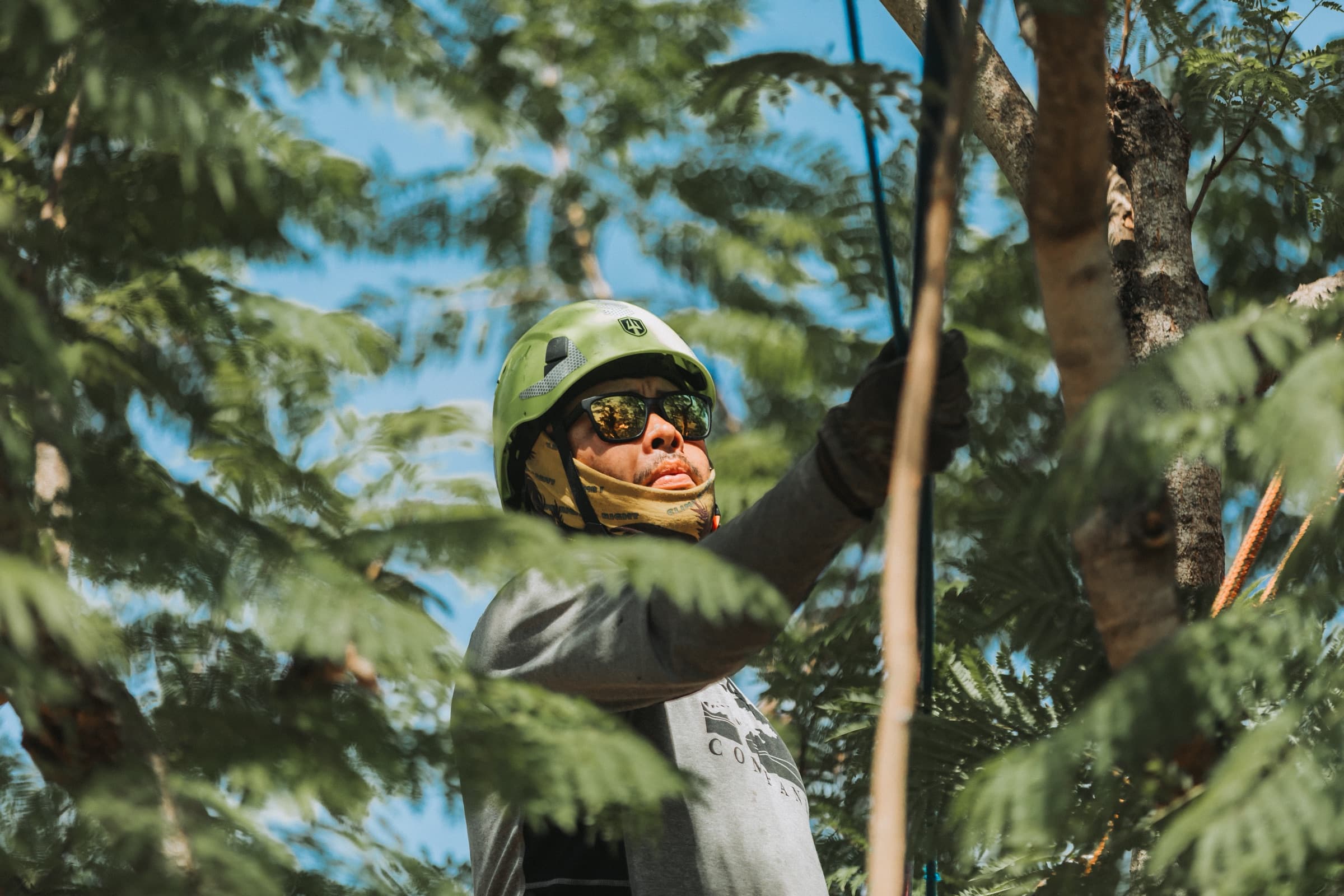 Pacific Coast arborist in helmet and sunglasses working a rope in the canopy